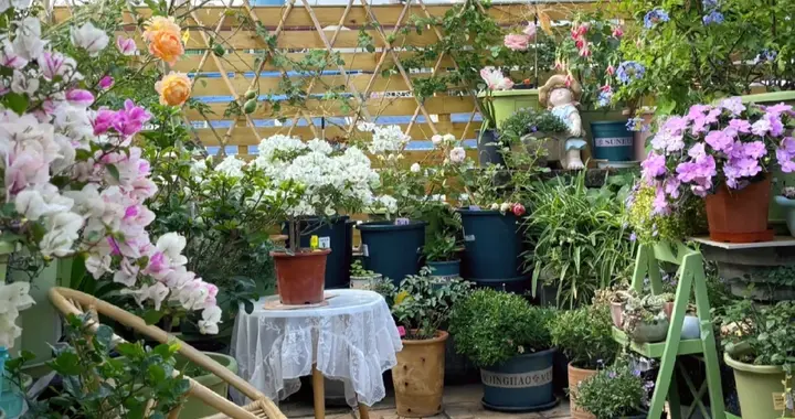 我把露台改造成花园后，已经一个月没出门了！