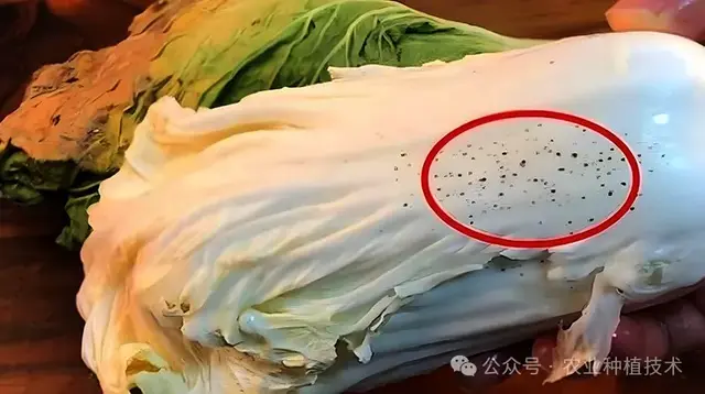 白菜上的小黑点究竟是啥？