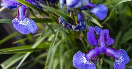 1689年中俄签订“尼布楚条约”——开启中俄关系新篇章