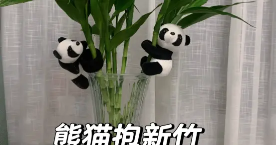 富贵竹已被拉入“黑名单”，原因有4点，听我一句劝：别再养了！