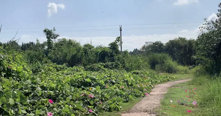 降低期待：有些婚姻，只是有名无实的陪伴，却彼此独孤！