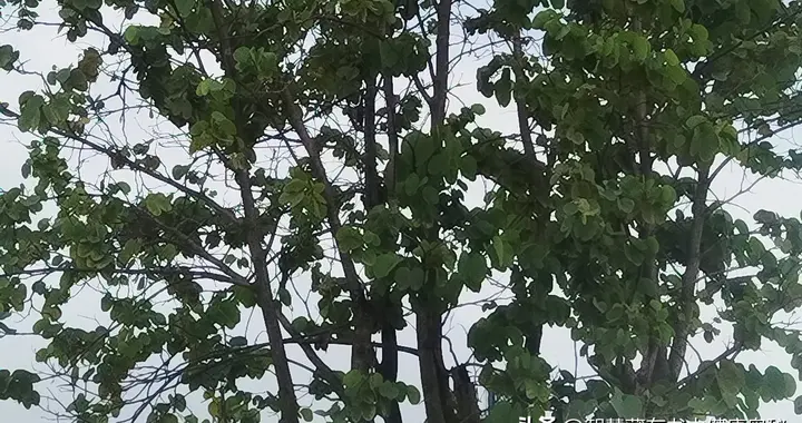健康养生清凉一夏：夏季中老年人养生适用方法