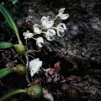 刘建付：湖南一山上发现400多株“冥界之