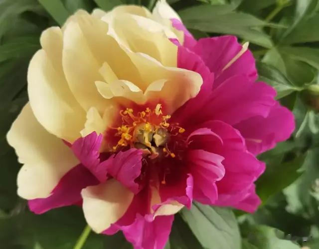 春入神都醉牡丹——游河南洛阳赏牡丹芬芳 总体概述 （一）