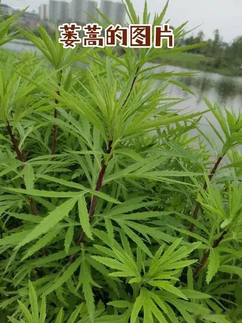 百草谱（五十六）蒌蒿