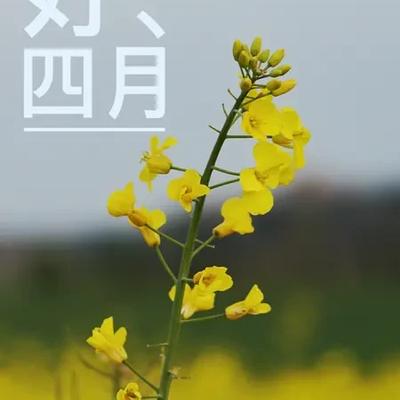 夕阳红265822816：四月绮梦