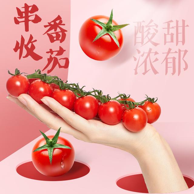 揭秘高端串收番茄背后的现代农业黑科技