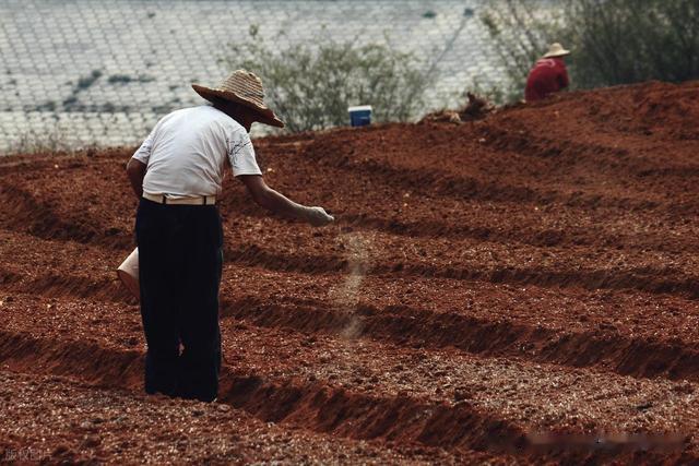 施肥不伤根的秘诀：掌握这 6 招，植物疯长不烂根