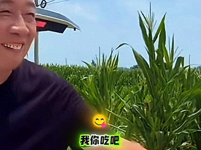 于东来7月23日现身河南周口：钻玉米地“偷西瓜”，人太...
