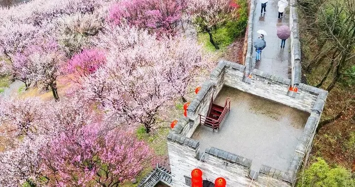 花期不等人！这几处被许多人忽略的赏梅地，真的美得足够震撼