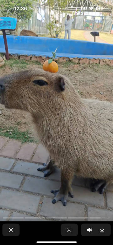 跟这个表情包一样<span class="url-icon"><img...