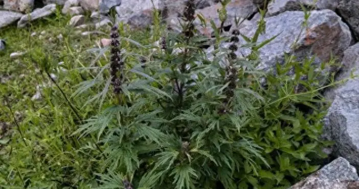 全球仅此一处！消失近一个世纪的“国宝级”植物，现身五台山！