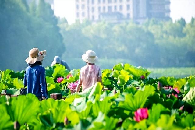 “秋老虎凶不凶，就看大暑”，明日大暑，今年秋老虎猛不猛？