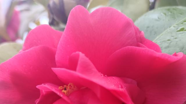 田园摘果的体验者：一生中君子爱才取之有道