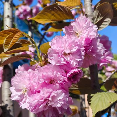 梅子：，什么是真正属于你的