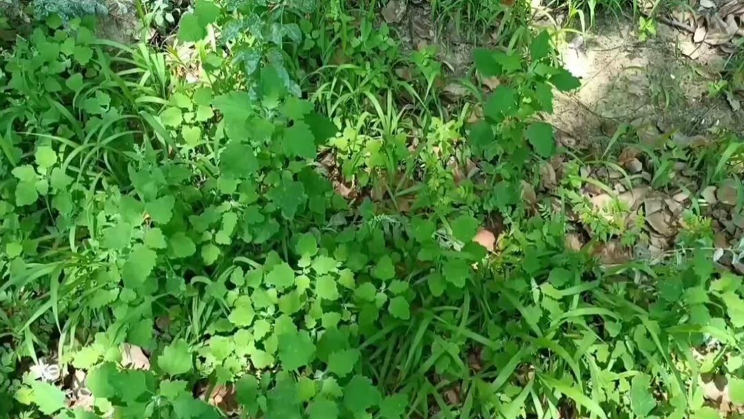 美味野菜炒鸡蛋。人间烟火，程响的歌真好听