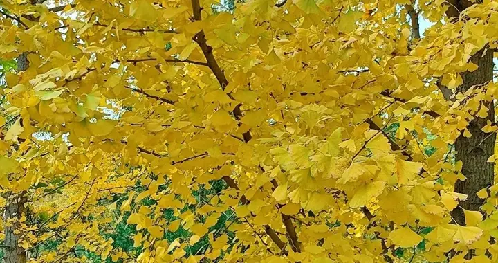 邢台栾卸银杏林，看秋天的色彩