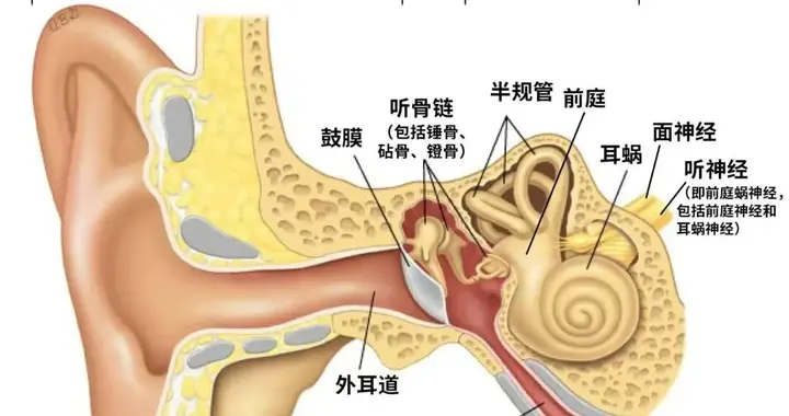警惕！90%的人都在“谋杀”耳朵！耳屎原来是耳朵的“保护神”