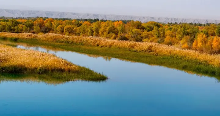 【南疆19】泽普金胡杨国家森林公园，视觉盛宴，蓝与黄的天作之合