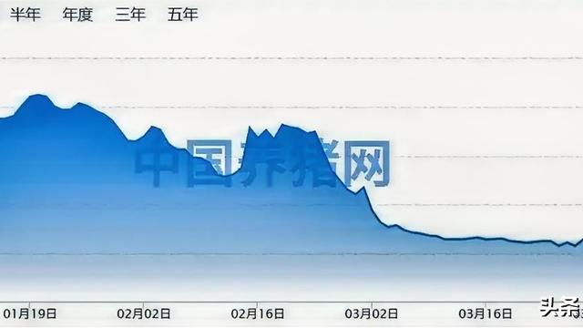 静水流深：自繁自养一头亏381块，外购仔