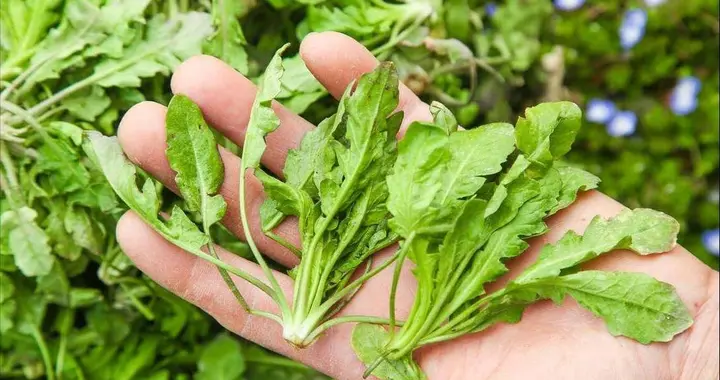 荠菜再次成为关注对象！护师提醒：吃荠菜时，千万多留意这几点！