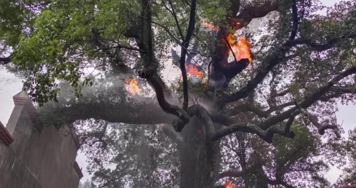 小孩闯大祸！湖南2小孩把爆竹扔进1200岁古树，7小时才扑灭