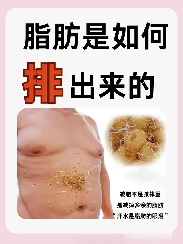 脂肪是如何排出来的??