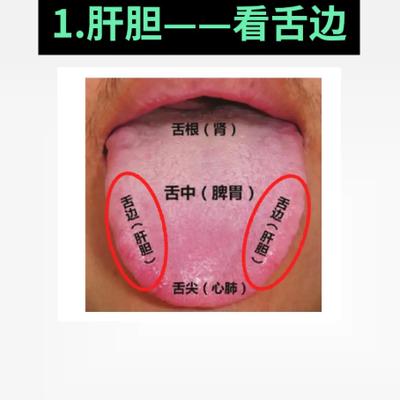 正能量的刘医生：舌边、舌尖、舌中、舌根