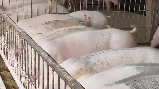 知情达理叶子OO：哭了！猪价跌到8年最低