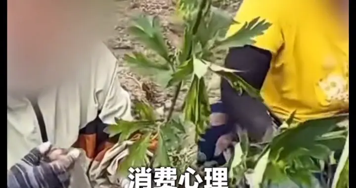 央视最新曝光售卖有毒药材乱象：销售商自曝主攻视频号，视...
