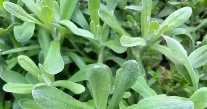 开春挖鼠曲草：农村常见的清明养生野菜，好吃又养人