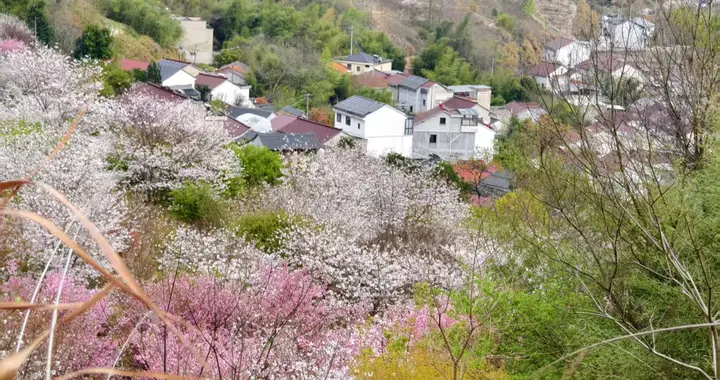 美爆了！二刷清潭秘境，错过的樱花终于开成了海