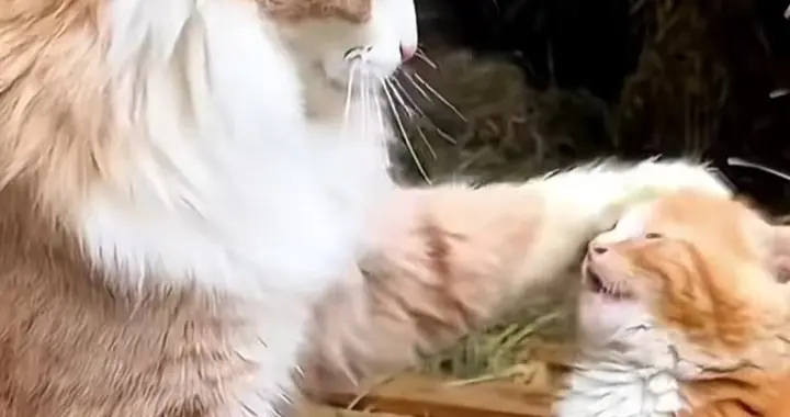 只要妈妈在 就不算流浪猫