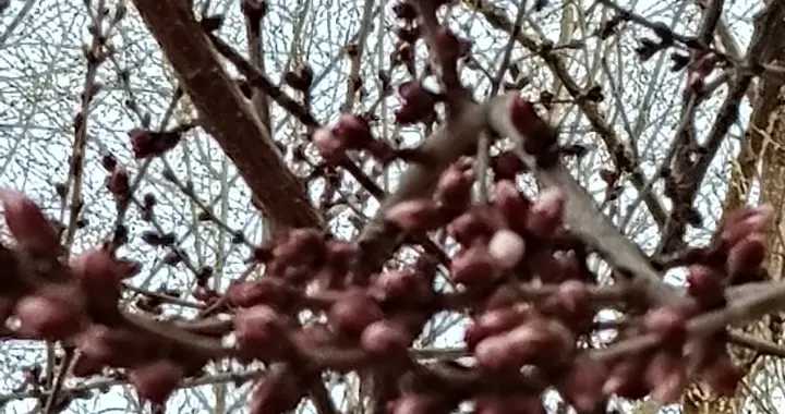 蝶恋花.三月二十六日晨即景