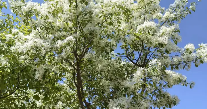 槐花如雪