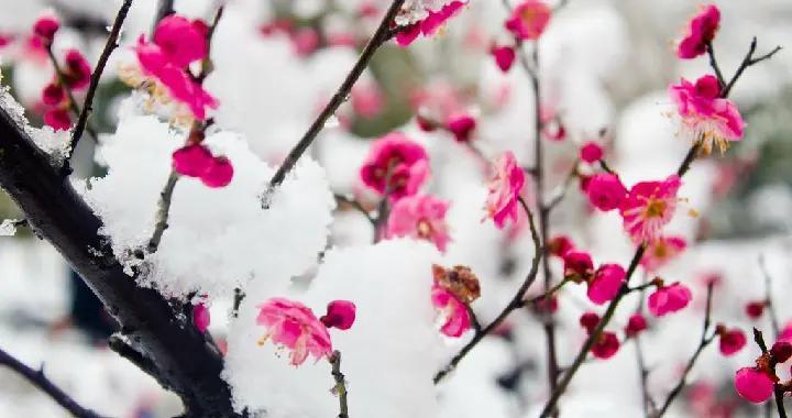 万卉千花冻不知——李九龄《寒梅词》赏析