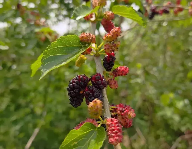 春天的枝繁叶茂的桑树