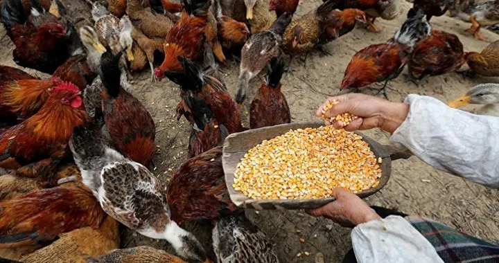 太行深处的寻种记，老玉米的奇遇和希望