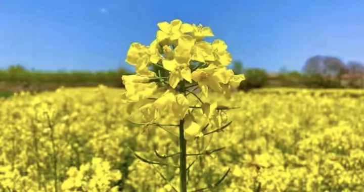 我的婚烟就是一个笑话