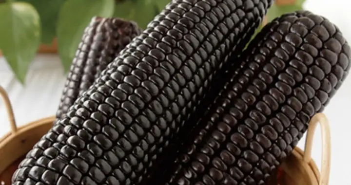 黑籽粒鲜食甜糯玉米“斯达31”花青素丰富糯香味甜，可抗衰防老