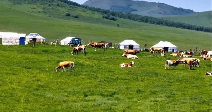 为什么草原上只有草，而没有大树呢？是什么锁住了植物的生长？