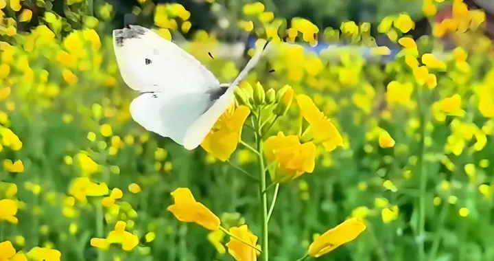 当今什么样的诗才是好诗？一首清新的原创七绝，给出了正确答案