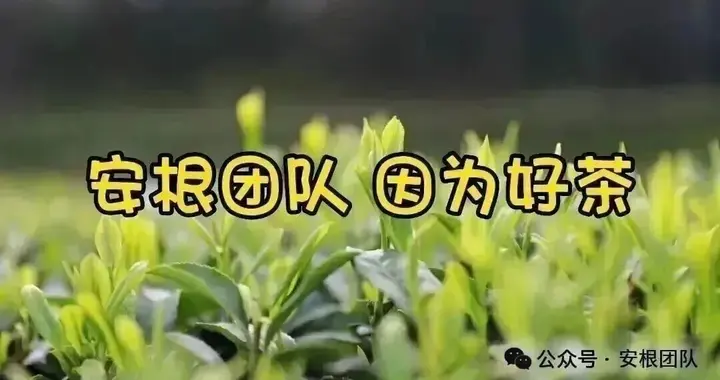 抹茶（碾茶）2026-2028