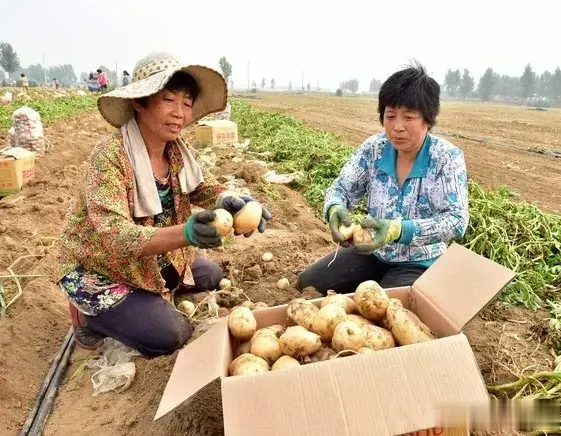 土豆高产秘籍：让土豆结得又多又大
