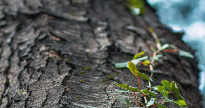 唐人第一五律，该就是诗圣杜甫的这首《春望》了吧？