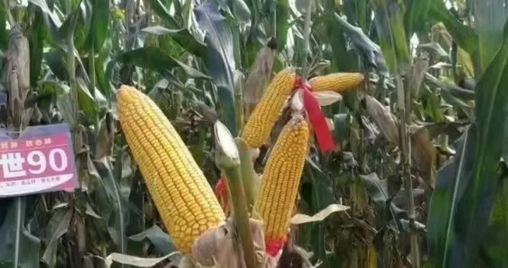 白轴黄硬粒玉米新品种“创世90”，蕊蕊细籽籽深出籽率达85%以上