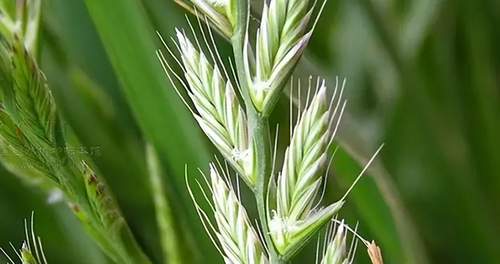 麦田杂草之多花黑麦草、硬草和早熟禾