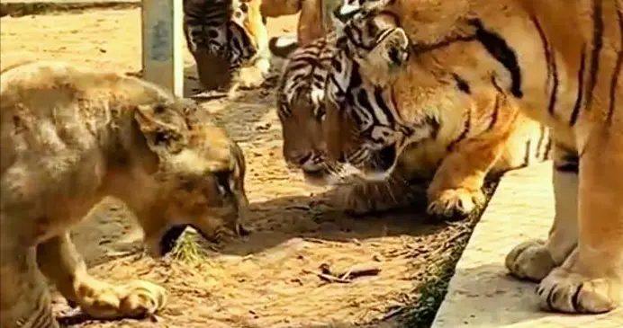 安徽一动物园老虎咬伤狮子耳朵，它们从小一起长大为何爆发冲突？