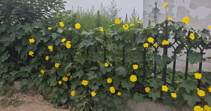 农家小院的丝瓜藤开满黄花