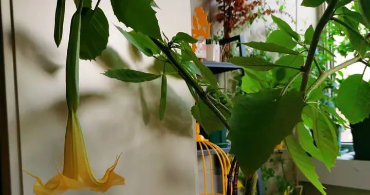 陕西一女子，因“室内养曼陀罗”走红，网友：胆子真大